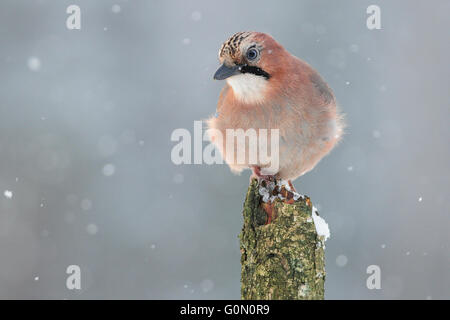 European Jay sitting on a tree in snowfall Stock Photo