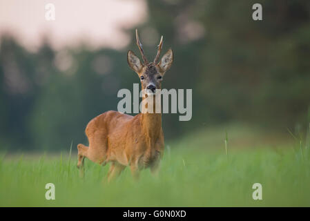 Roe deer in the meadow Stock Photo