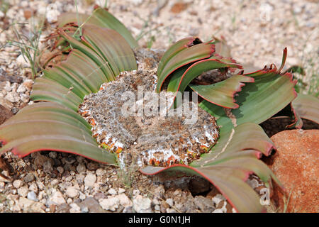 Welwitschia Mirabilis in the landscape of Namibia Stock Photo