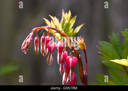 Pink and red heart shaped flowers of Lamprocapnos spectabilis, formerly known as Dicentra spectabilis, or the bleeding heart plant, in the spring Stock Photo