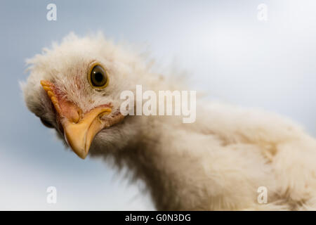 thoughtful chicken, Stock Photo