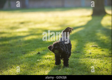 A small black cockapoo dog with a tennis ball Stock Photo