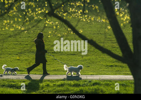 A lady walks her two white dogs in the sunshine Stock Photo