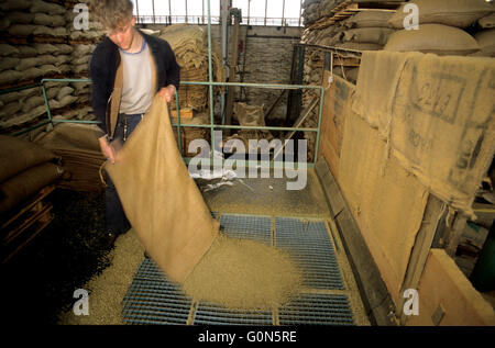Coffee warehouse, worker dumping bag of coffee for roasting, import. Stock Photo