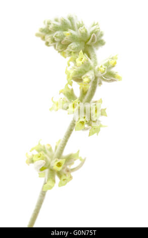Flora of Gran Canaria - Sideritis dasygnaphala, medicinal 'mountain tea' plant endemic to the island, on white background Stock Photo