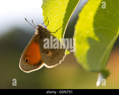 Butterfly Dusky Meadow Brown (Hyponephele lycaon) on leaf and again sunlight Stock Photo
