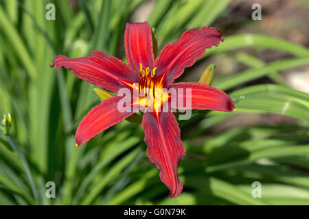 Fire lily (Lilium bulbiferum) and green staff Stock Photo