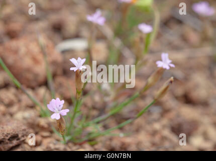 Flora of Gran Canaria - small pink flowers of Petrorhagia nanteuilii, ,childing pink Stock Photo