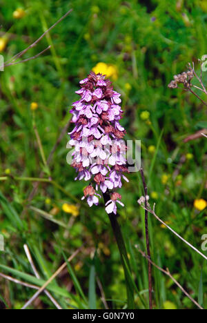 Dactylorhiza maculata, known as the heath spotted-orchid or moorland spotted orchid, is an herbaceous perennial plant belonging to the family Orchidaceae. It is widespread in mountainous regions across much of Europe from Portugal and Iceland east to Russia. It is also found in Algeria, Morocco, and western Siberia. Stock Photo