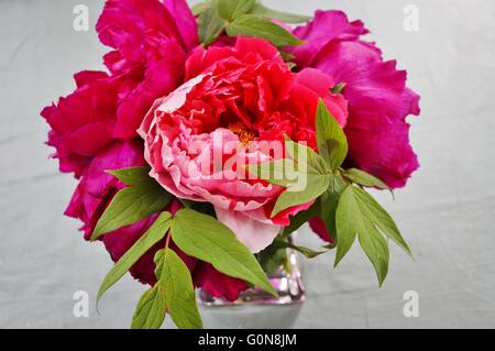 Bouquet of fragrant pink tree peony flowers Stock Photo