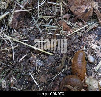 Juvenile smooth newts (Lissotriton vulgaris) and Spanish slugs (Arion vulgaris) discovered underneath a rotten log Stock Photo