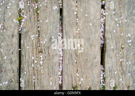 Fallen cherry blossom petals on wooden planks in a garden Stock Photo