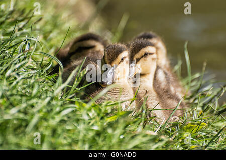 Group of Mallard ducklings – Anas platyrhynchos – resting in the green grass. Birds scene. Beauty in nature. Young ones. Animal Stock Photo