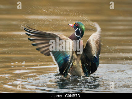 Wood Duck shaking off water, Vancouver island, Canada, Wild Stock Photo