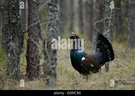 Western capercaillie (Tetrao urogallus), male bird displaying Stock Photo