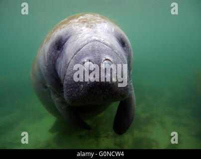 A West Indian manatee underwater in the Gulf of Mexico Stock Photo