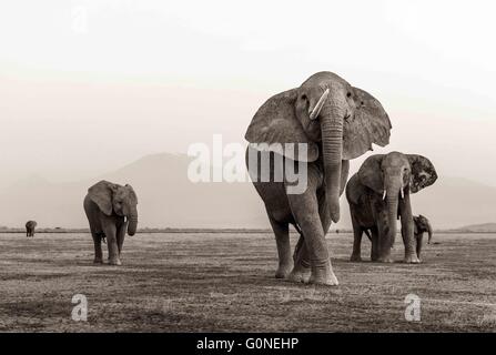 Elephant with one tusk in front of mount kilimanjaro Stock Photo
