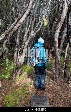 New Zealand, Auckland Islands. Erebus Cove on Auckland Island the main island in the uninhabited archipelago. Hiking in forest. Stock Photo