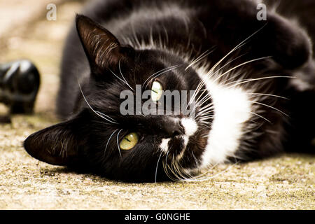 Black and White cat Stock Photo