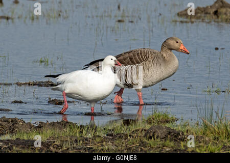 Escaped Ross's Goose paired with Greylag Goose (Anser anser), Cambridgeshire, England Stock Photo
