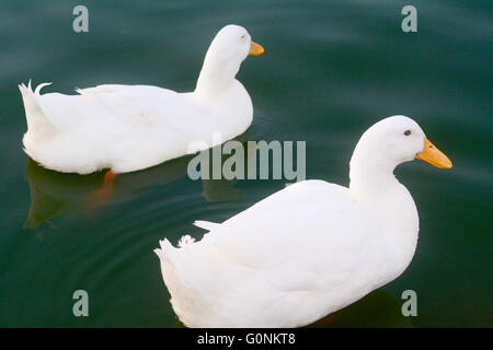 Two White Ducks Swimming in Pond Stock Photo