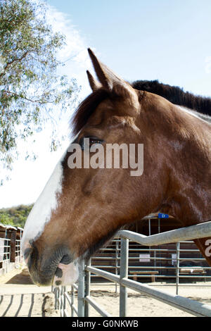 Profile of Large Bay Horse with White Blaze Stock Photo
