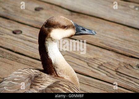 African Brown Goose Closeup Against Background of Wooden Planks Stock Photo