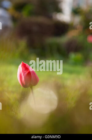 A closed red pink tulip surrounded by greenery