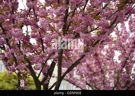 Cherry Blossom tree in Lviv, Ukraine Stock Photo