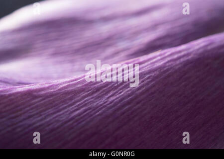 closeup of purple tulip in studio Stock Photo