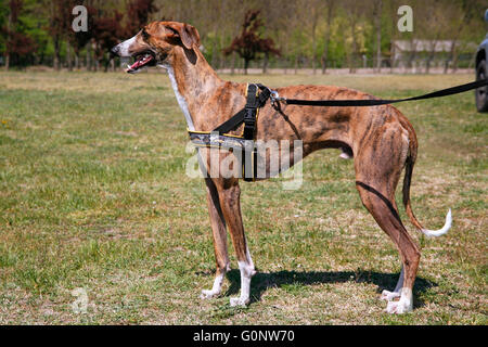 Purebred greyhound standing on leading strings against natural background Stock Photo