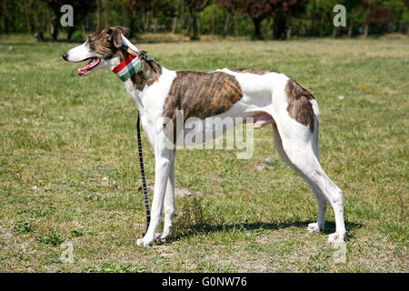 Purebred greyhound standing on leading strings against natural background Stock Photo