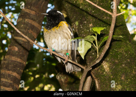 The stitchbird or hihi (Notiomystis cincta) is a rare passerine bird endemic to the North Island of New Zealand. Stock Photo