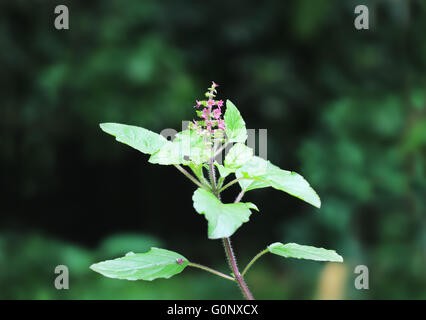 Holy basil, or tulsi, an aromatic plant cultivated for religious and medicinal purposes, and for essential oils. Stock Photo
