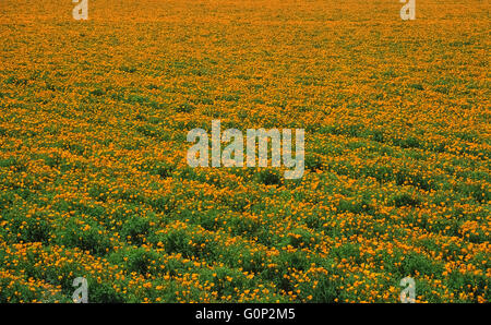 This field of bright orange California poppies (Eschscholzia californica) is being grown for their seeds on a farm near Morro Bay along the Central Coast of California, USA. The flowers are popular in gardens but also grow wild in states along the western coast of the United States. Their petals close at night and also in daytime when the weather is cold and windy. This well-known poppy is the official state flower of California. Stock Photo