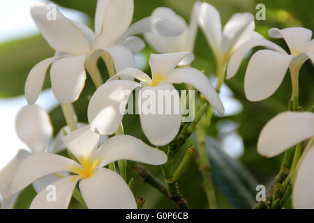 Plumeria obtusa, Singapore graveyard flower, evergreen small tree with obovate-spatulate leaves and fragrant white flowers Stock Photo