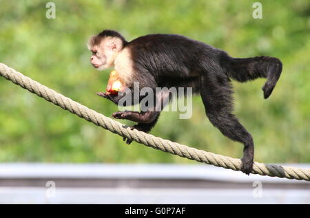 Central American White headed capuchin monkey (Cebus capucinus) climbing a rope with a piece of frozen fruit Stock Photo