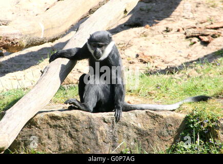 Central African L'Hoest's monkey (Cercopithecus lhoesti) Stock Photo