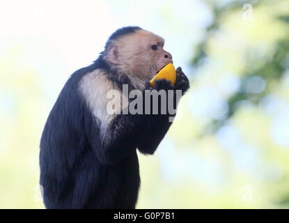 Central American White headed capuchin monkey (Cebus capucinus) eating a lemon. A.k.a. white faced or white throated capuchin Stock Photo