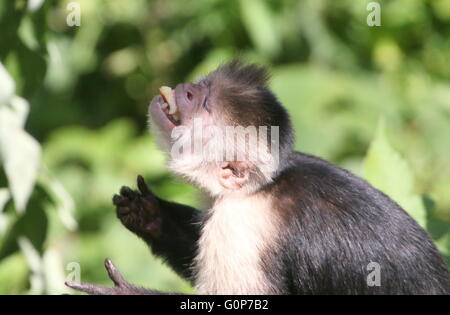 Central American White headed capuchin monkey (Cebus capucinus) eating fruit, manic grin Stock Photo