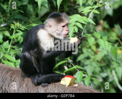 Central American White headed capuchin monkey (Cebus capucinus) eating fruit. A.k.a. white faced or white throated capuchin Stock Photo