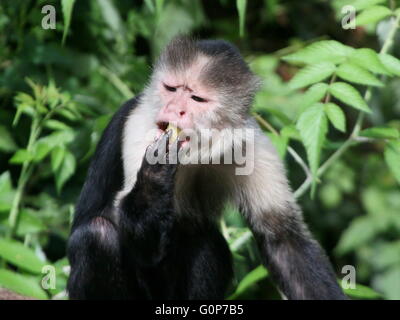 Central American White headed capuchin monkey (Cebus capucinus) eating fruit. A.k.a. white faced or white throated capuchin Stock Photo