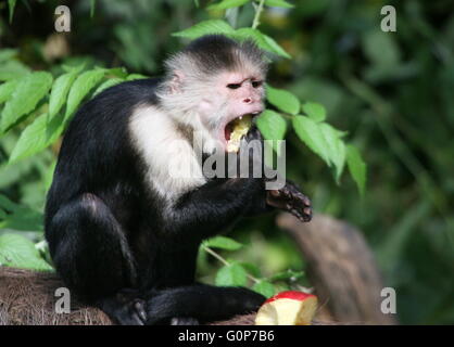 Central American White headed capuchin monkey (Cebus capucinus) eating an apple. A.k.a. white faced or white throated capuchin Stock Photo