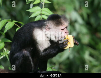 Central American White headed capuchin monkey (Cebus capucinus) eating fruit. A.k.a. white faced or white throated capuchin Stock Photo