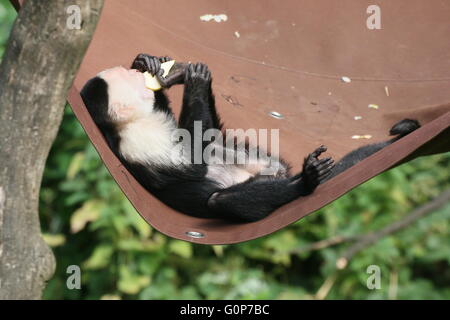 Central American White headed capuchin monkey (Cebus capucinus)  living the easy life, eating fruit in a 'hammock', tail up. Stock Photo