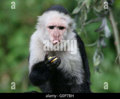 Central American White headed capuchin monkey (Cebus capucinus) eating fruit, tongue sticking out Stock Photo