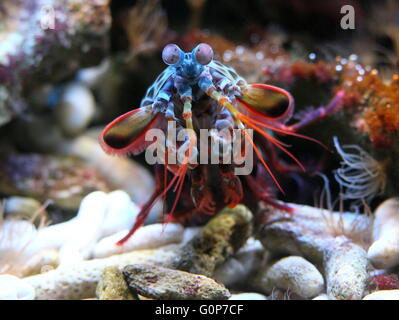 Very colourful  Peacock or Harlequin Mantis Shrimp (Odontodactylus scyllarus), Indo-Pacific Ocean, from Guam to East Africa Stock Photo