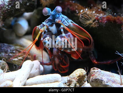 Kaleidoscopic Peacock or Harlequin Mantis Shrimp (Odontodactylus scyllarus), Indo-Pacific Ocean, from Guam to East Africa Stock Photo