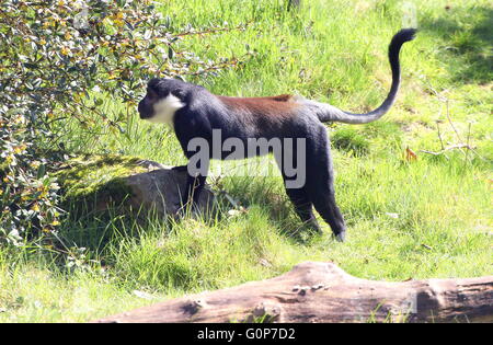 Central African L'Hoest's monkey (Cercopithecus lhoesti), seen in profile Stock Photo