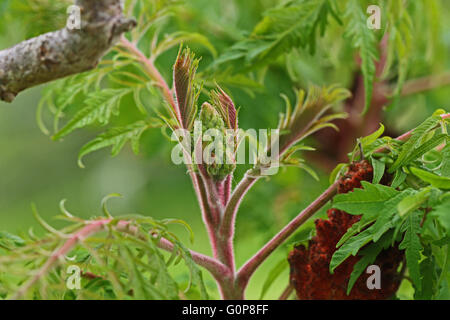 sumac or sumach also known as rhus panicle about to mature close up typhinia staghorn stag-horn Stock Photo